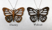detail_9_butterflypends.png
